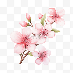 可爱的水彩樱花花