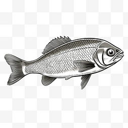 水彩手绘欧洲图片_欧洲白鱼或 coregonus lavaretus 鱼德国