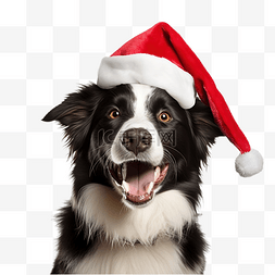 宠物圣诞节图片_快乐的边境牧羊犬戴着白色的红色