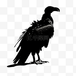 万圣节ai格式图片_基于我的摄影地点的黑秃鹫鸟的剪