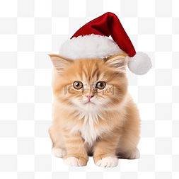 猫咪和盒子图片_猫和圣诞节