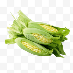 黄玉米的绿色外皮被用作食品成分