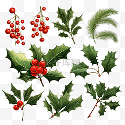 圣诞徽章图片_圣诞冬青浆果收藏冬青树枝与浆果