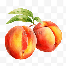 桃子的一半图片_桃子水彩插图