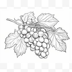 葡萄酒葡萄酒图片_葡萄藤和葡萄手绘 手绘葡萄酒 成
