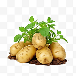 地下储气库图片_土豆 地下植物 用于烹饪