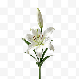 白色的百合花图片_白百合花