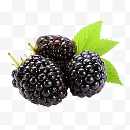 抗氧化剂图片_从黑莓果实中切出