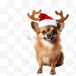 圣诞树附近有鹿角帽边缘的博美犬