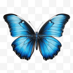 蓝色蝴蝶绘图