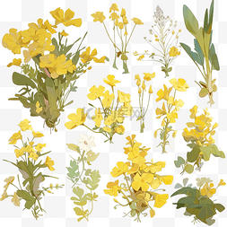 手绘水彩植物叶子图片_水彩黄色花剪贴画