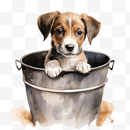 狗骨头骨头图片_水桶里的狗的水彩画