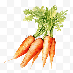 有胡萝卜的蔬菜图片_胡萝卜蔬菜水彩