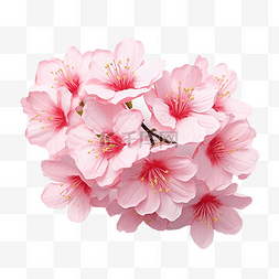 粉红色的樱花瓣