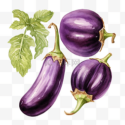 紫色茄子的水彩画和水果插图数字