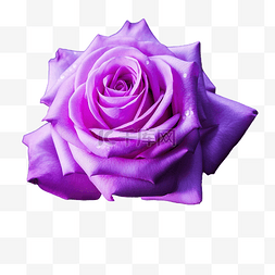 紫藤萝花束图片_美麗的紫玫瑰花