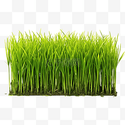 绿色土地背景图片_绿色生长的草