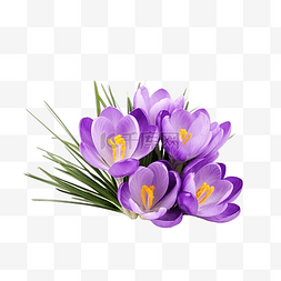番红花花 第一个春天盛开的紫色
