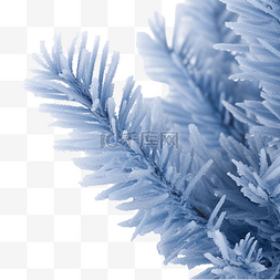 寒冷植物图片_蓝色圣诞树磨砂第一霜选定的焦点