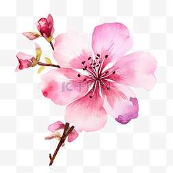 蓝色百合花瓣图片_水彩粉紅色的花