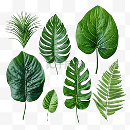 一组具有绿色和纹理的热带叶子