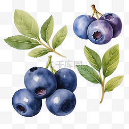 蓝色浆果图片_水彩蓝莓剪贴画浆果