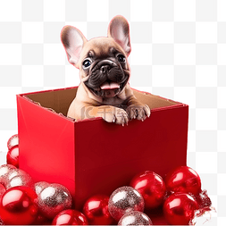宠物可卡图片_法国斗牛犬小狗装在礼品盒里，里