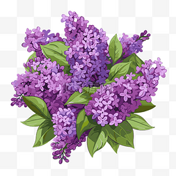 紫色紫色背景图片_丁香剪贴画 白色背景上的紫色丁