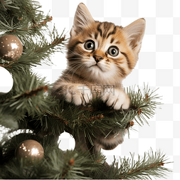 小猫玩耍图片_聖誕心情