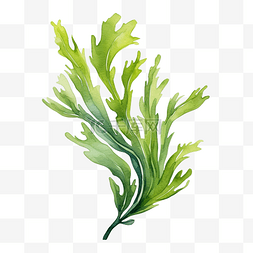 水彩海藻图片_水彩海藻剪贴画