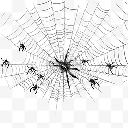 灰色蚊子图片_3d 灰色蜘蛛网与黑色毒蜘蛛