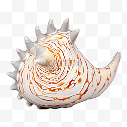 海底圖图片_美丽的奇特贝壳，上面有来自南部