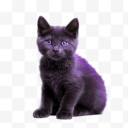 冬天紫色图片_紫色猫png