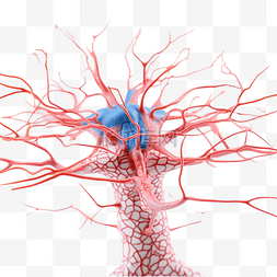 人类细胞图片_用于生物学研究的人类感觉神经元