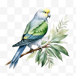 长尾小鹦鹉鹦鹉鸟与桉树成分水彩