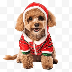 带有圣诞衣服的卡瓦波狗 狗圣诞
