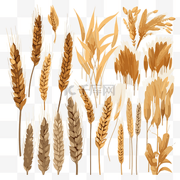 小麦剪贴画矢量图小麦和玉米矢量
