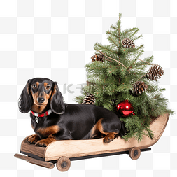 腊肠狗在雪橇上拉圣诞树