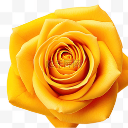 玫瑰花花瓣浪漫图片_美丽的黄玫瑰花
