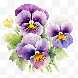 三色堇精粹图片_紫色三色堇花的水彩画