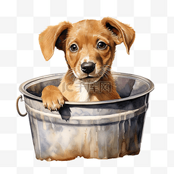 狗狗水彩图片_水桶里的狗的水彩画