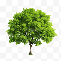 大天然图片_孤立的绿色天然树