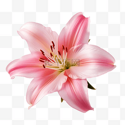 百合 粉红色 花