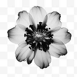 抽象玫瑰背景图片_黑色和白色的花