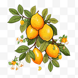 柠檬切图片_柠檬枝与水果和叶果插画