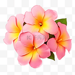 粉红色的花 allamanda cathartica 孤立 d