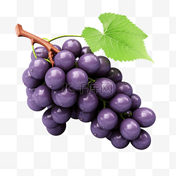 紫色葡萄酒图片_葡萄 3d 插图
