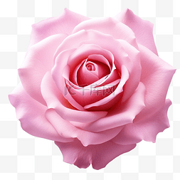 粉红玫瑰 PNG