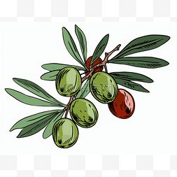橄榄显示绿色水果的插图
