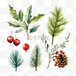 酒标题图片_圣诞水彩松树和冬青和冬季植物